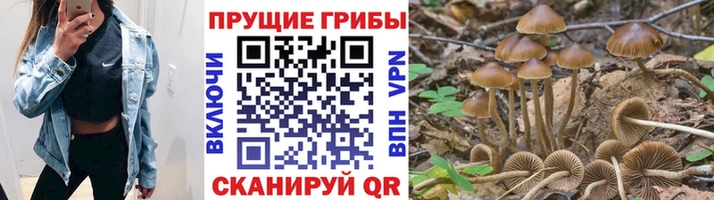 Купить закладки  Кисловодск  Галлюциногенные грибы мицелий 
